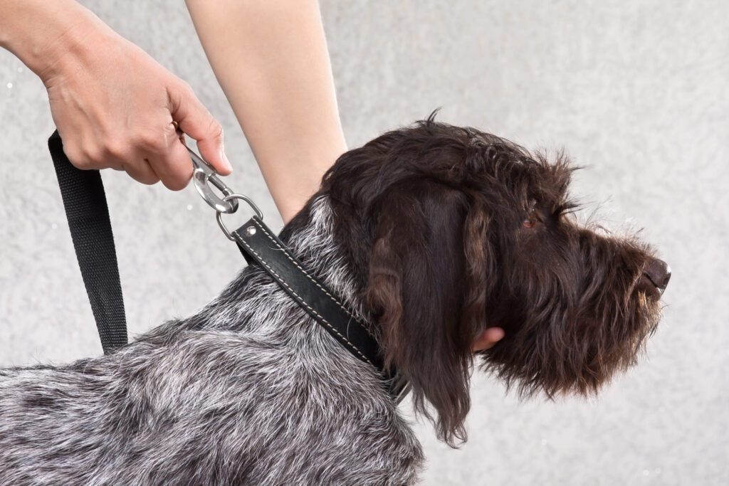 Pudelpointer Being Brushed By Owner Indoors