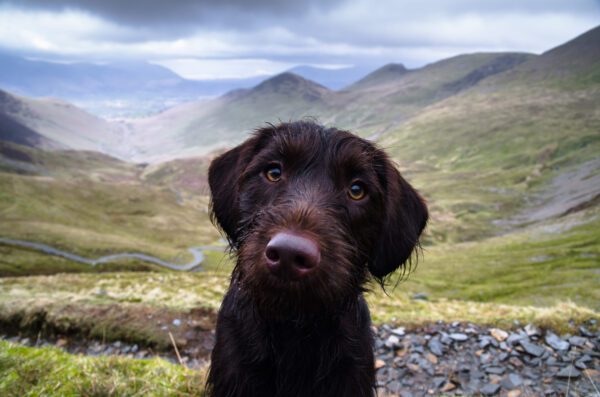 Pudelpointer Close Up With Mountains In Background