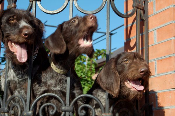 Pudelpointer Group Looking Up Behind Metal Fence