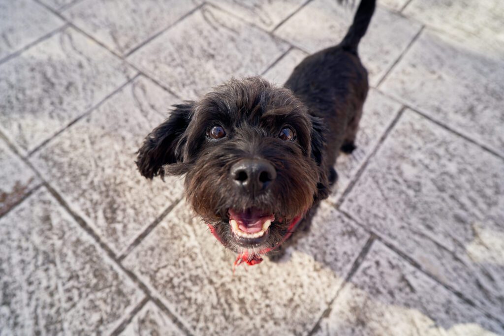 Pudelpointer Looking Up Smiling On Paved Ground