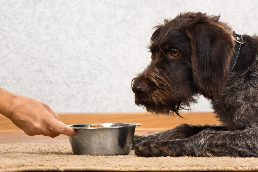 Pudelpointer Resting Head Near Metal Food Bowl