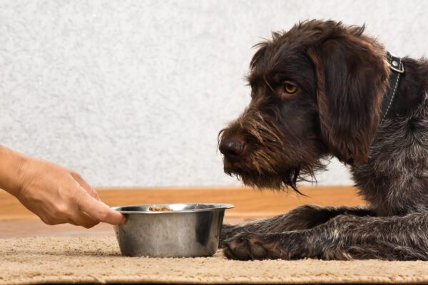 Pudelpointer Resting Head Near Metal Food Bowl