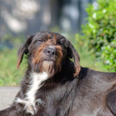 Pudelpointer