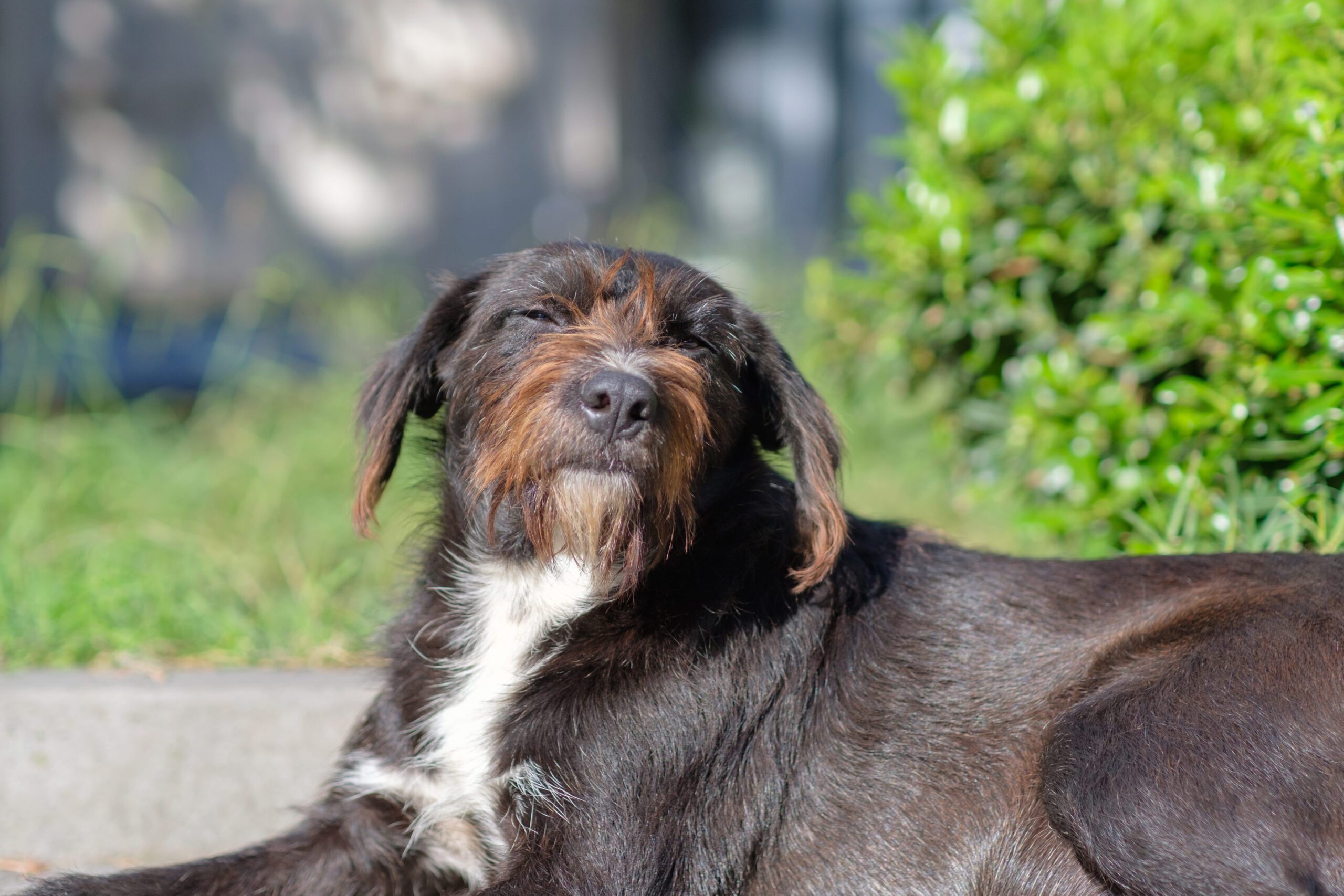 Pudelpointer Adoption Guide
