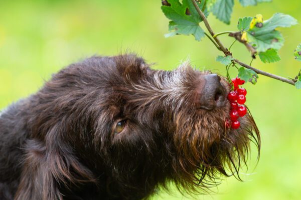 Pudelpointer Sniffing Red Berries On Leafy Branch