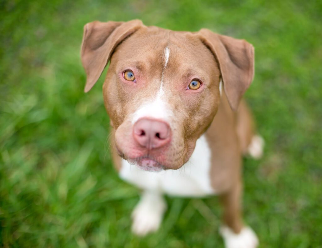 Red Nose Pitbull Close Up On Green Grass