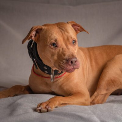 Red Nose Pitbull