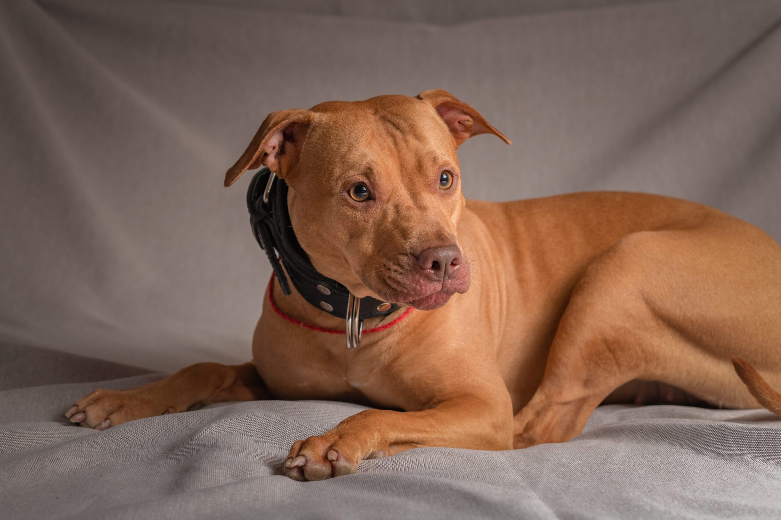 Red Nose Pitbull Adoption Guide