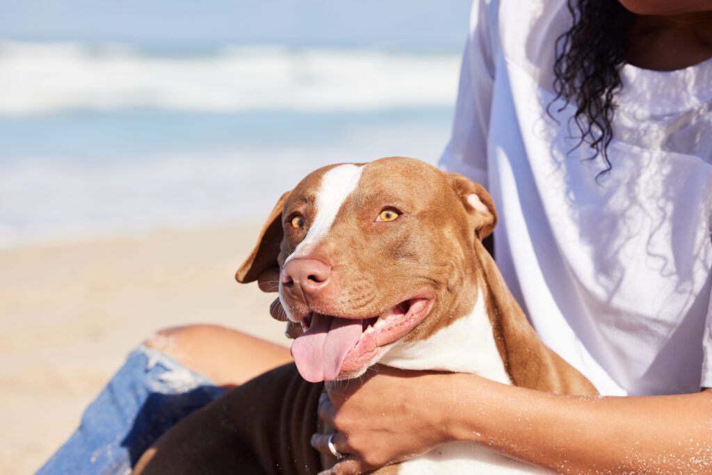 Red Nose Pitbull Relaxing With Owner At Beach