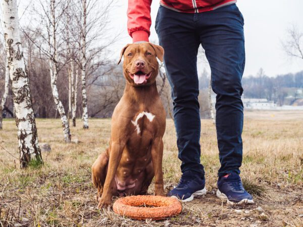 Red Nose Pitbull Sitting Beside Owner In Open Field