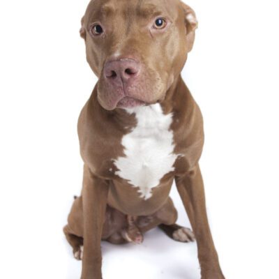 Red Nose Pitbull