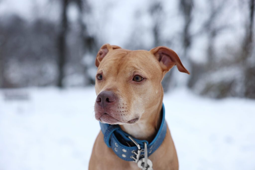 Red Nose Pitbull Sitting Outdoors In Snowy Background
