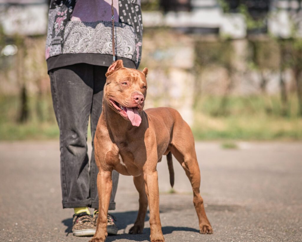 Red Nose Pitbull Standing Beside Owner On Leash