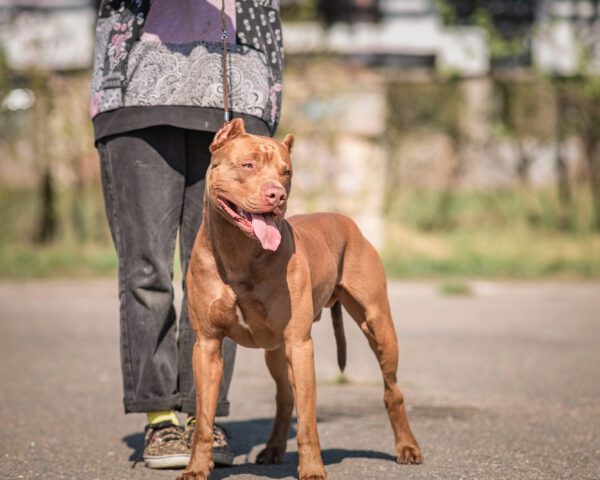 Red Nose Pitbull Standing Beside Owner On Leash