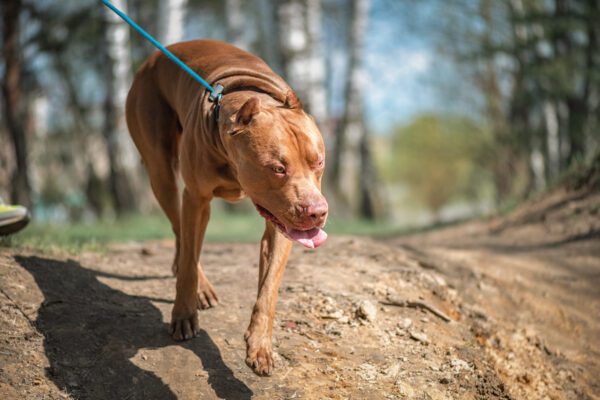 Red Nose Pitbull Walking On Forest Path With Leash