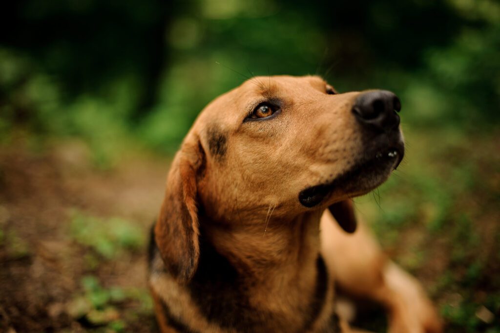 Redbone Coonhound Close Up Outdoors With Green Background