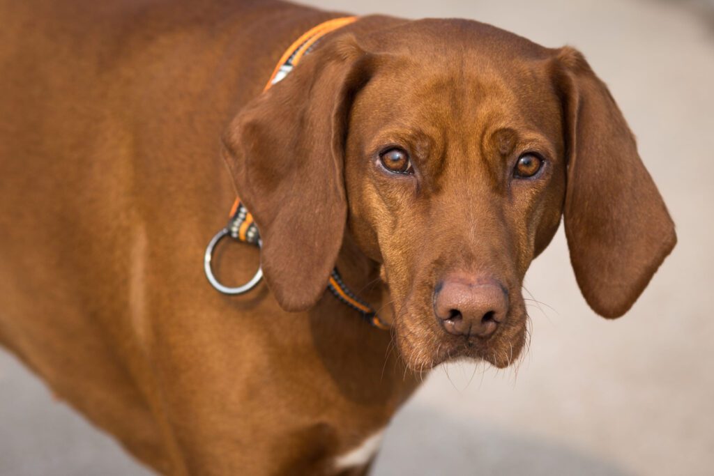 Redbone Coonhound Close Up Portrait With Collar