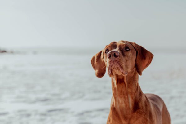 Redbone Coonhound Looking Up Against Light Background