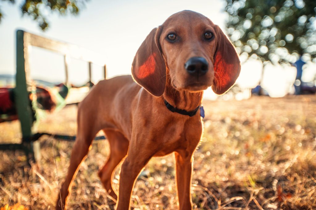 Redbone Coonhound Puppy Standing Outdoors With Sunlight On Ears