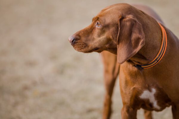 Redbone Coonhound Side Profile With Soft Blurred Background