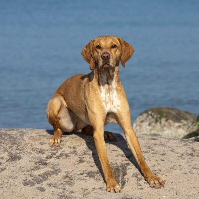 Redbone Coonhound