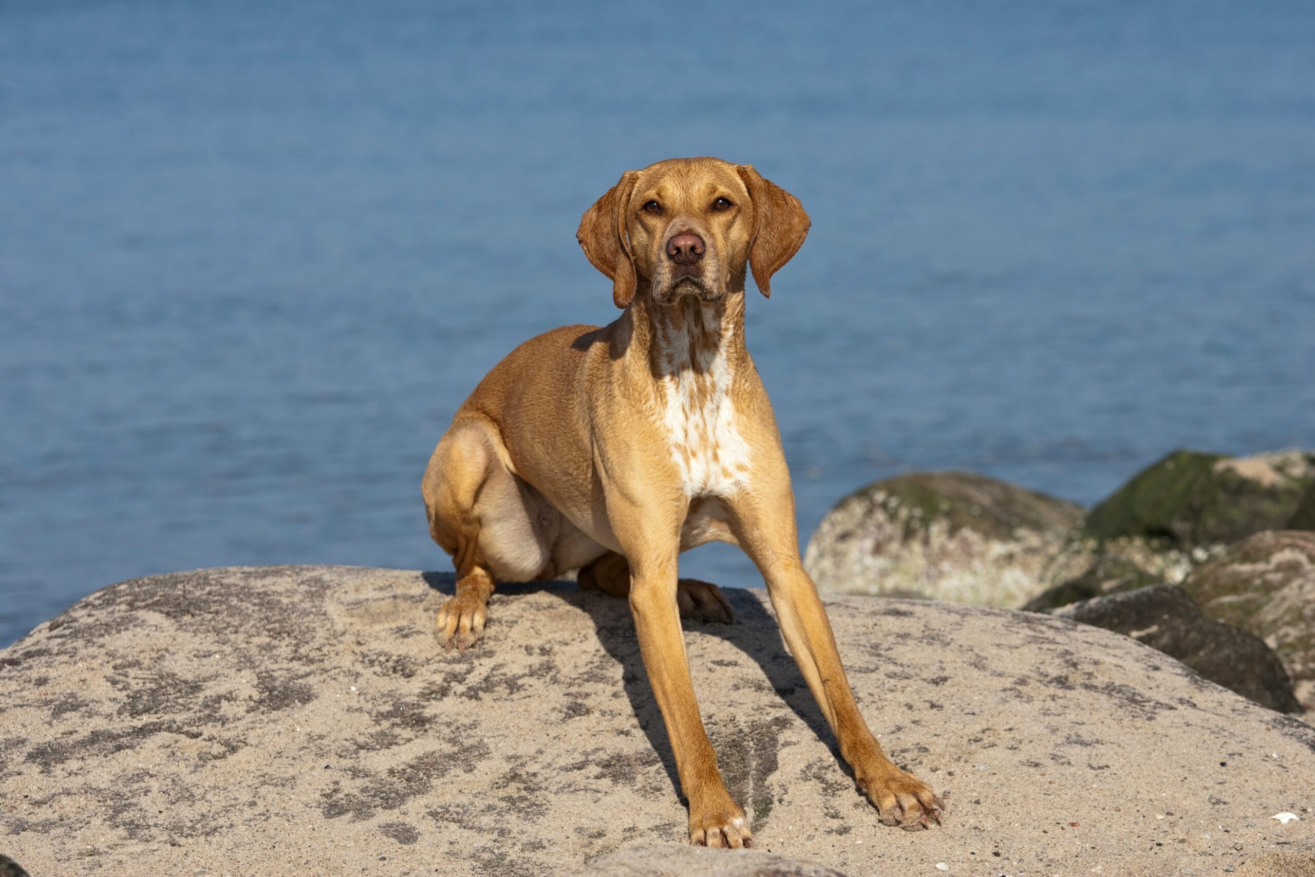 Redbone Coonhound Adoption Guide