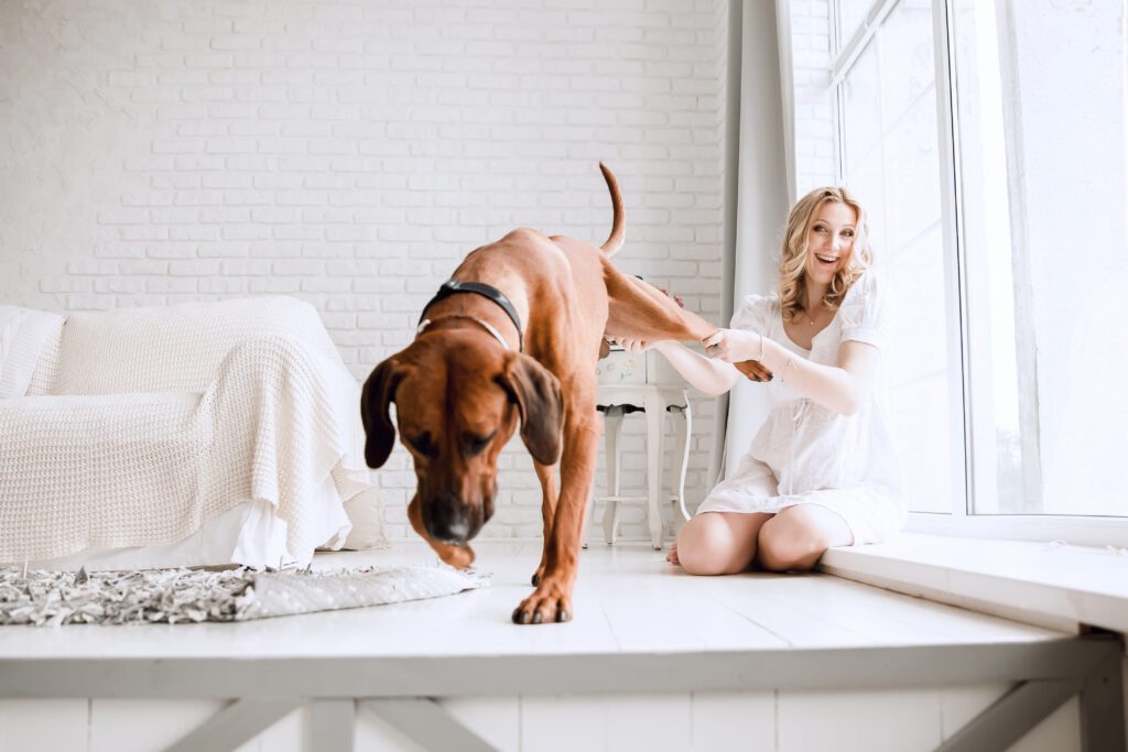 Redbone Coonhound Stepping Down Indoors Near Window