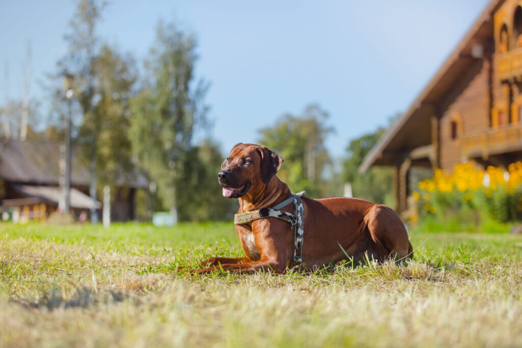 How to Adopt a Rhodesian Ridgeback