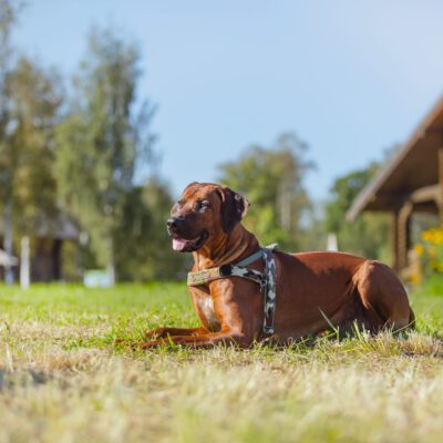 Rhodesian Ridgeback
