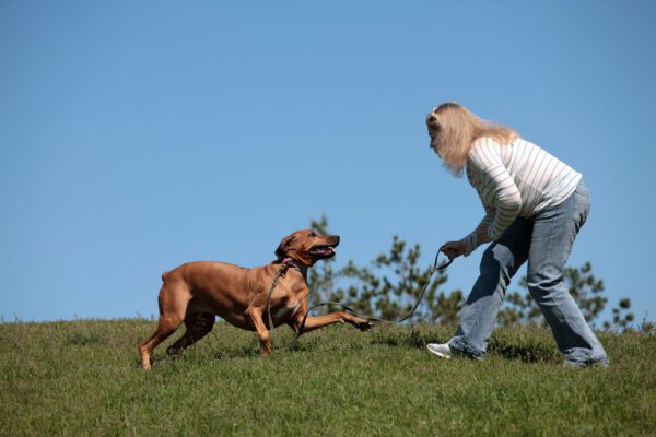 Rhodesian Ridgeback Playing With Owner On Grassy Field