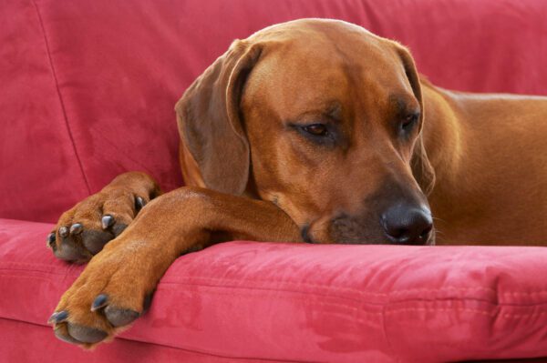 Rhodesian Ridgeback Resting On Red Couch Indoors