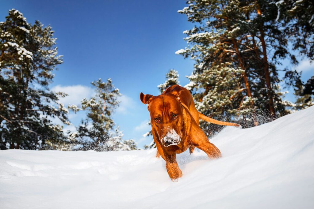 Rhodesian Ridgeback Running Through Snow In Winter Landscape