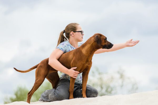 Rhodesian Ridgeback Standing With Owner Pointing Outdoors