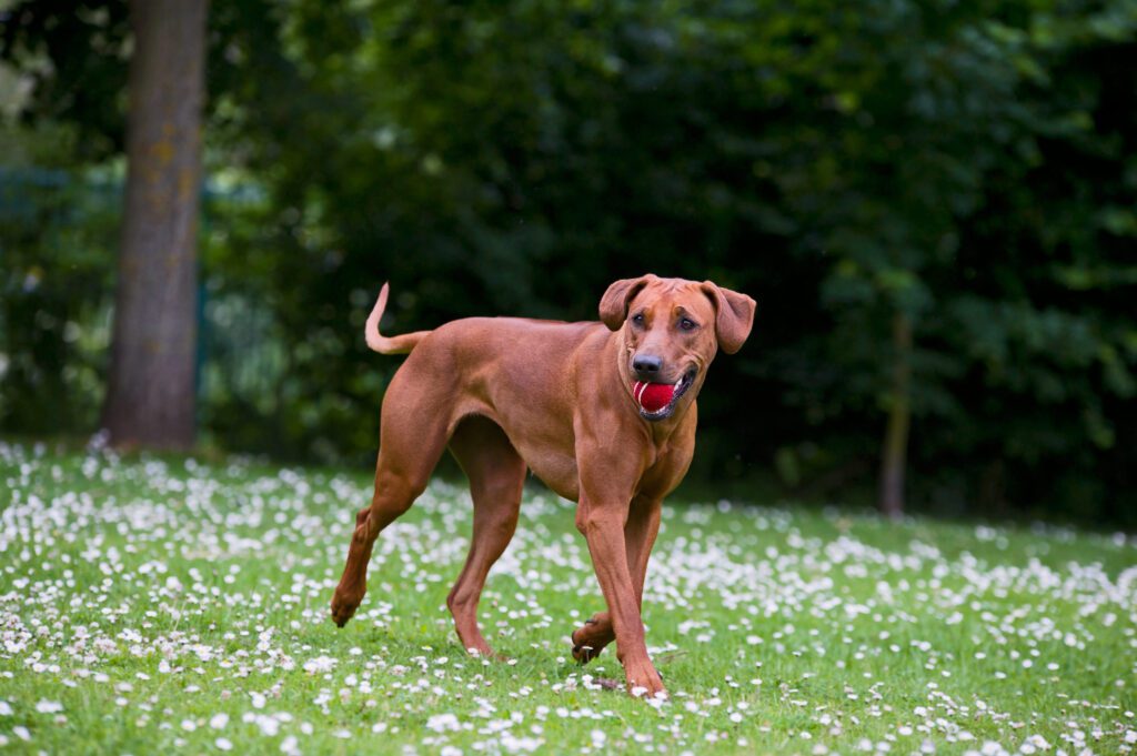 Rhodesian Ridgeback Walking With Ball In Mouth On Grass