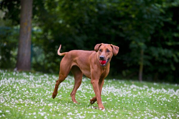 Rhodesian Ridgeback Walking With Ball In Mouth On Grass