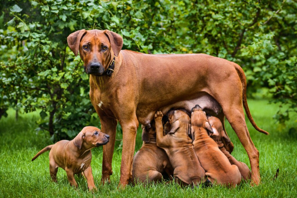 How To Adopt a Rhodesian Ridgeback in Alabama