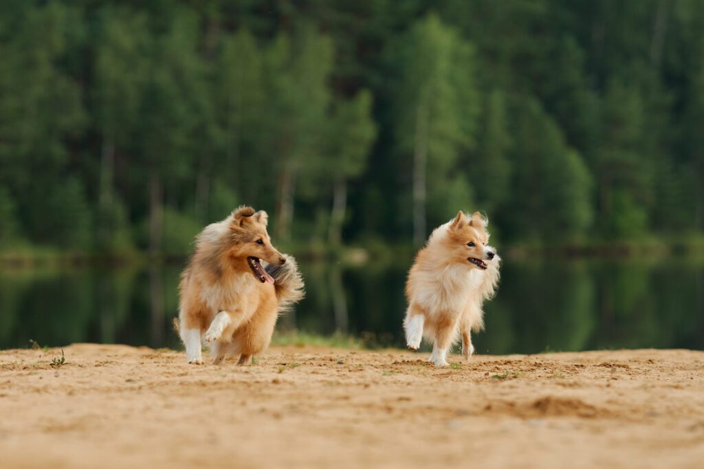 Rough Collie Dogs Running Together On Sandy Ground