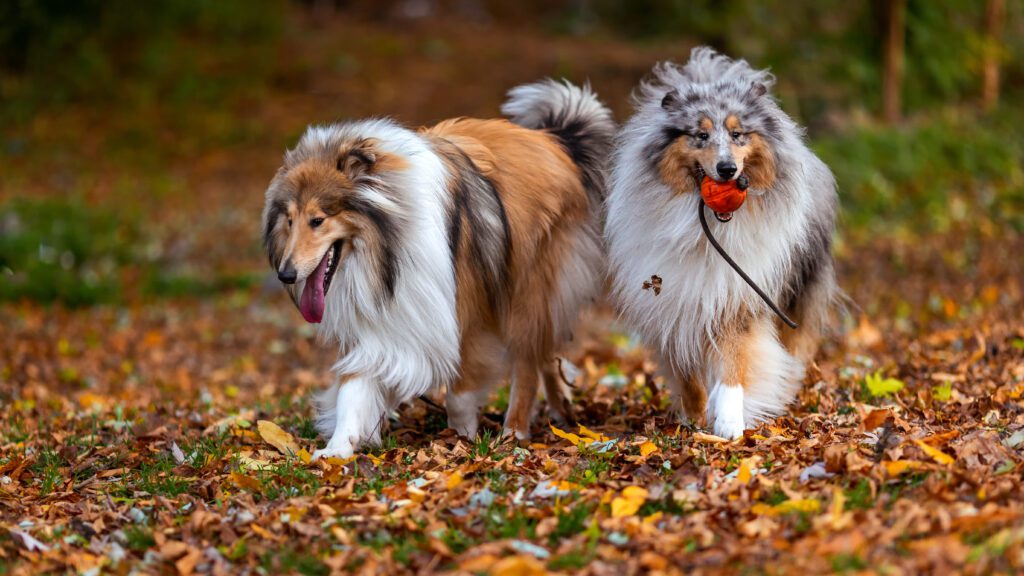 How To Adopt a Rough Collie in North Dakota