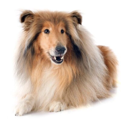 Rough Collie