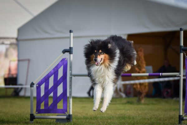 Rough Collie Jumping Over Agility Hurdle Indoors