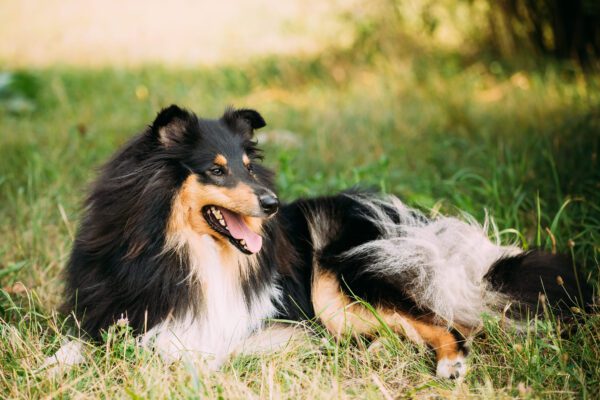 Rough Collie Lying On Grass With Tongue Out
