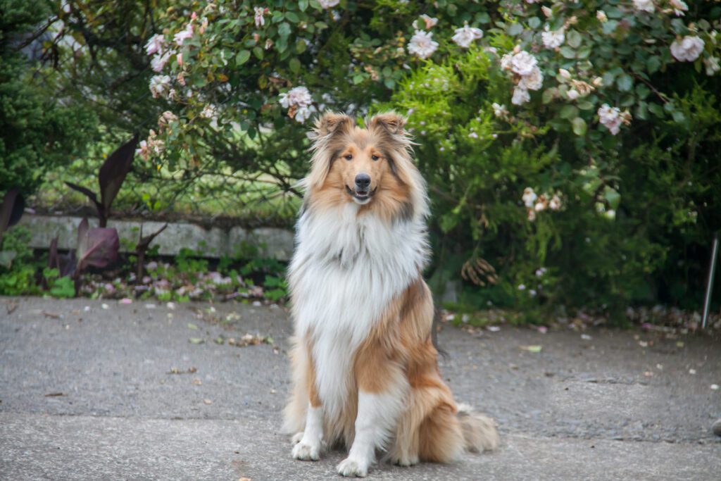 Rough Collie Sitting Outdoors Near Blooming Bushes