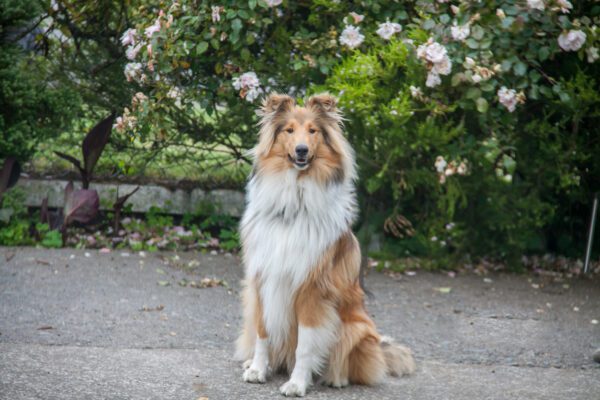 Rough Collie Sitting Outdoors Near Blooming Bushes