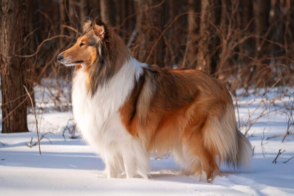 Rough Collie Standing In Snowy Forest Clearing
