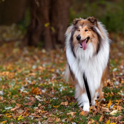 Rough Collie