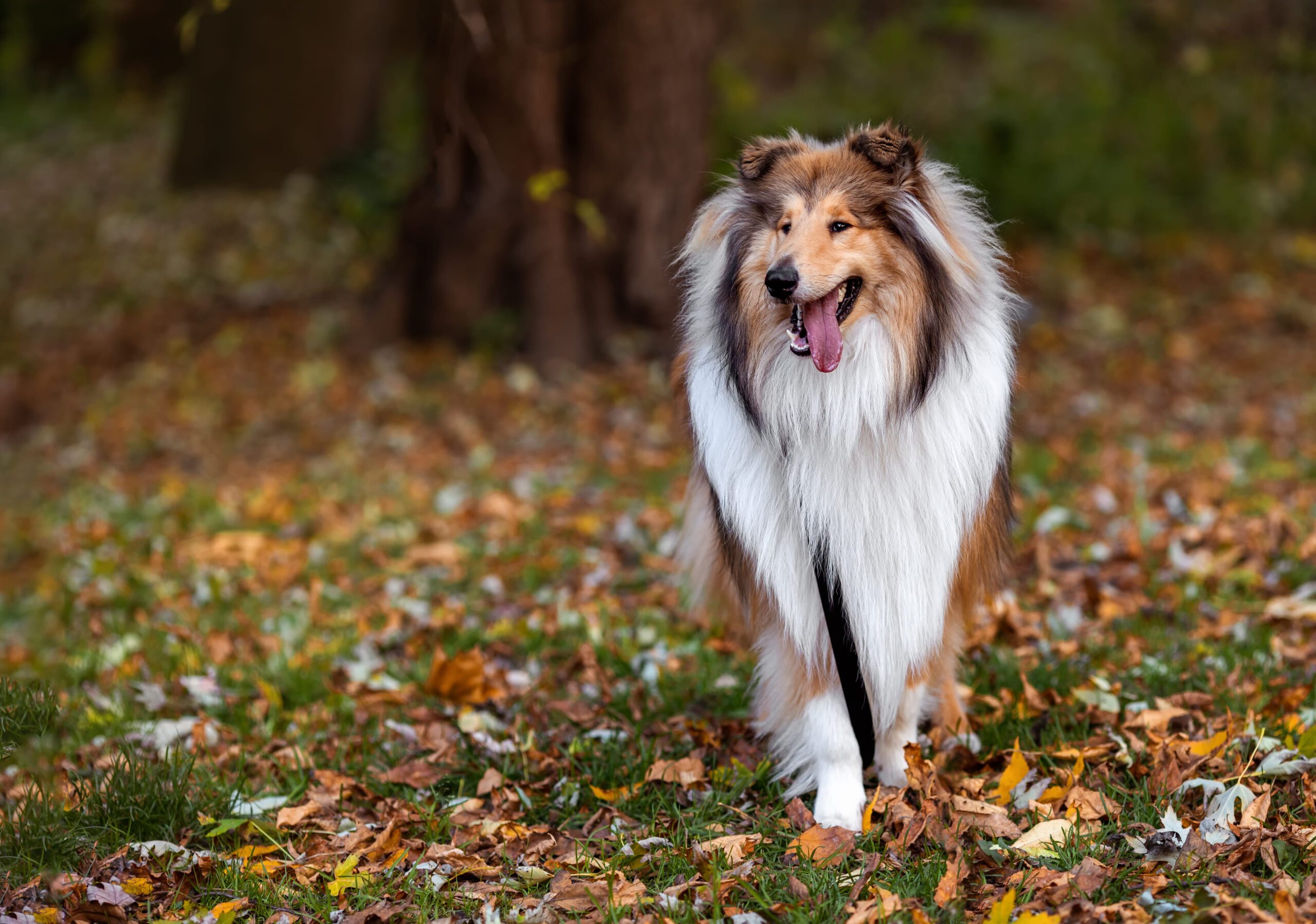 Rough Collie Adoption Guide