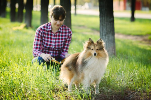 Rough Collie With Owner Sitting On Grass In Park