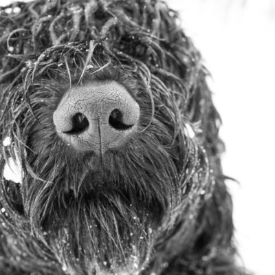 Black Russian Terrier