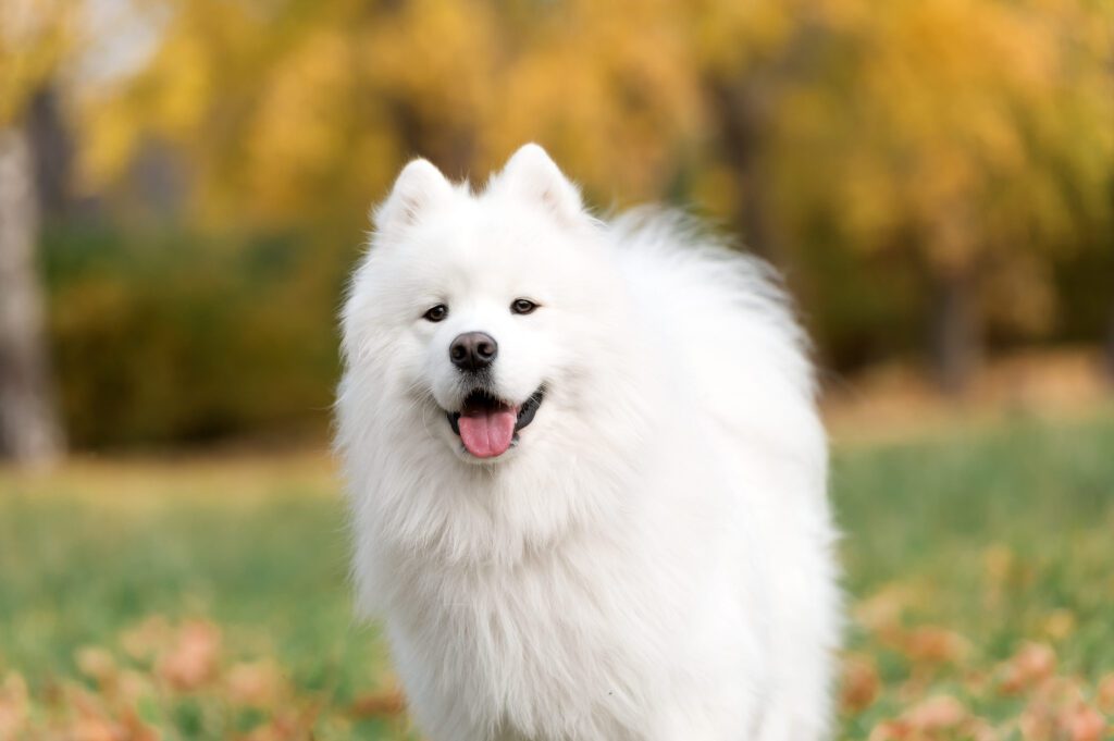 How to Adopt a Samoyed