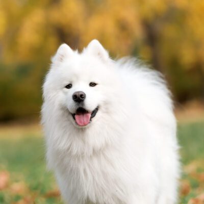 Samoyed